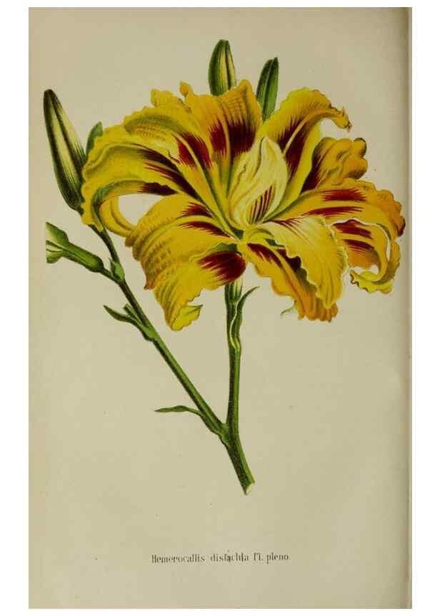 Reproducción/Reproduction 49167716838: Belgique horticole.. Liége.. 