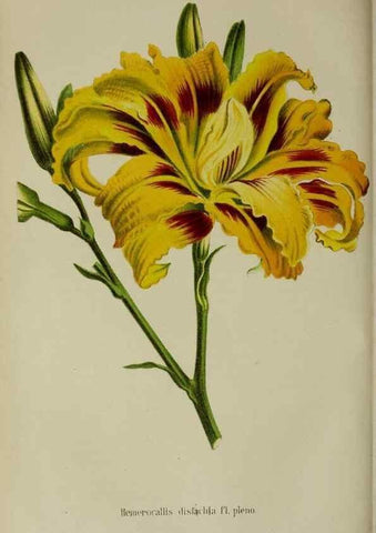 Reproducción/Reproduction 49167716838: Belgique horticole.. Liége.. 