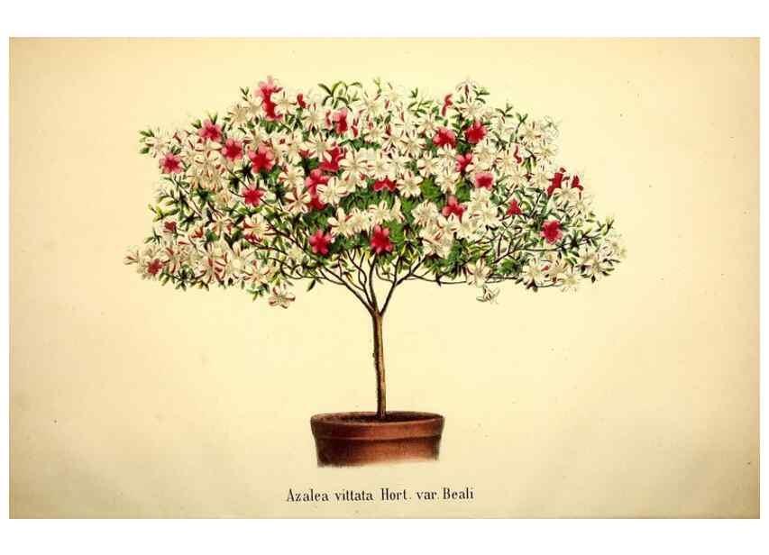 Reproducción/Reproduction 49168263791: Belgique horticole.. Liége.. 
