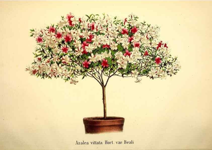 Reproducción/Reproduction 49168263791: Belgique horticole.. Liége.. 