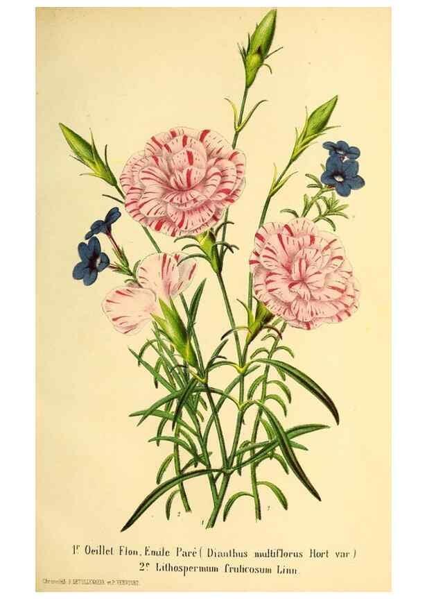 Reproducción/Reproduction 49168491107: Belgique horticole.. Liége.. 