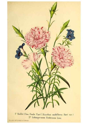 Reproducción/Reproduction 49168491107: Belgique horticole.. Liége.. 