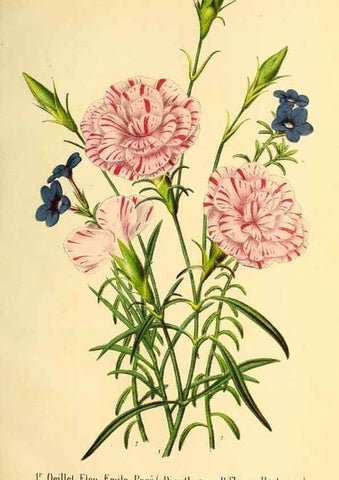 Reproducción/Reproduction 49168491107: Belgique horticole.. Liége.. 