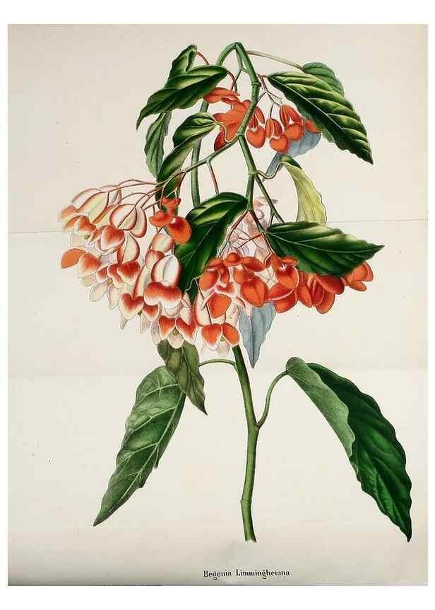 Reproducción/Reproduction 49167785208: Belgique horticole.. Liége.. 