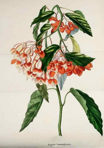 Reproducción/Reproduction 49167785208: Belgique horticole.. Liége.. 