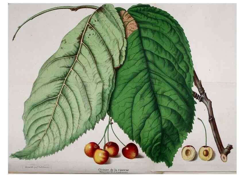 Reproducción/Reproduction 49167785483: Belgique horticole.. Liége.. 