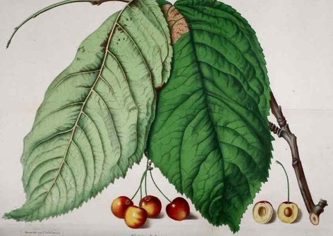 Reproducción/Reproduction 49167785483: Belgique horticole.. Liége.. 