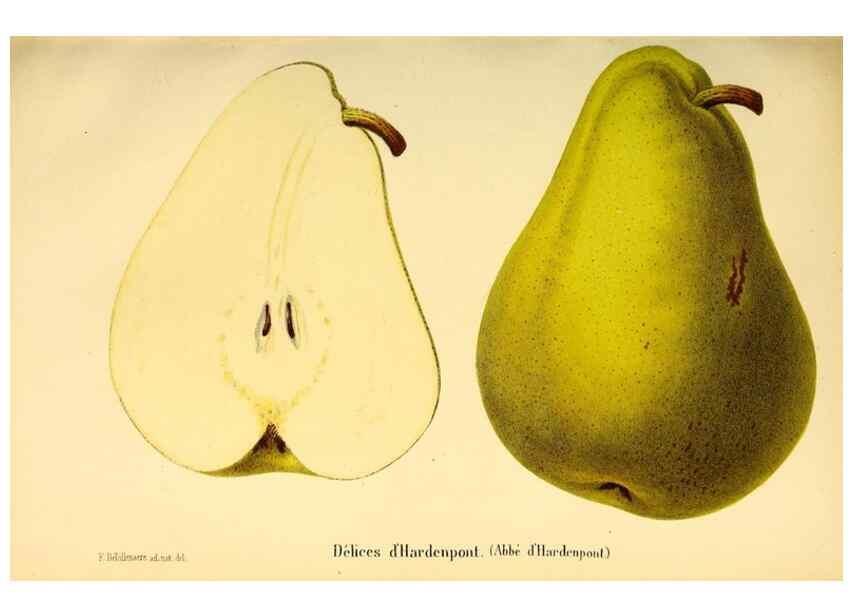 Reproducción/Reproduction 49167785768: Belgique horticole.. Liége.. 