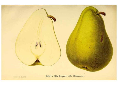 Reproducción/Reproduction 49167785768: Belgique horticole.. Liége.. 