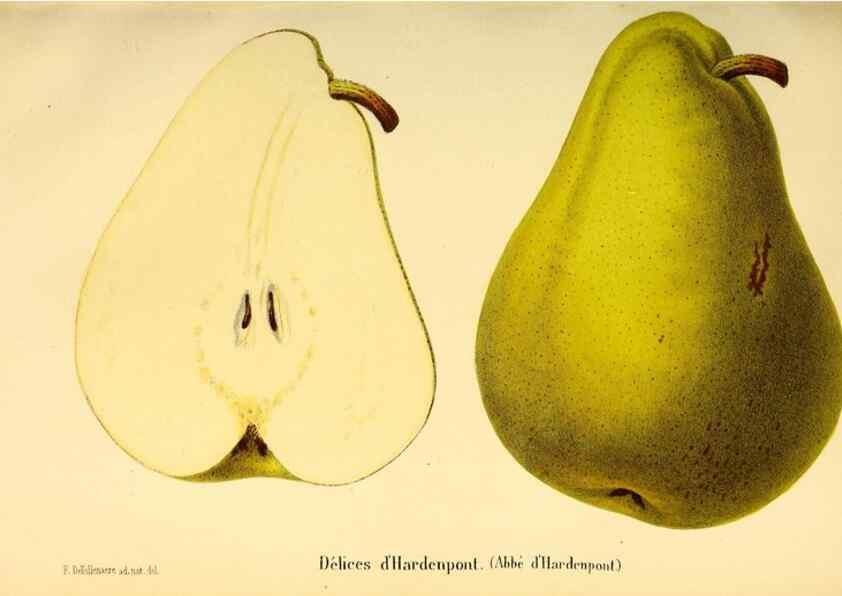 Reproducción/Reproduction 49167785768: Belgique horticole.. Liége.. 