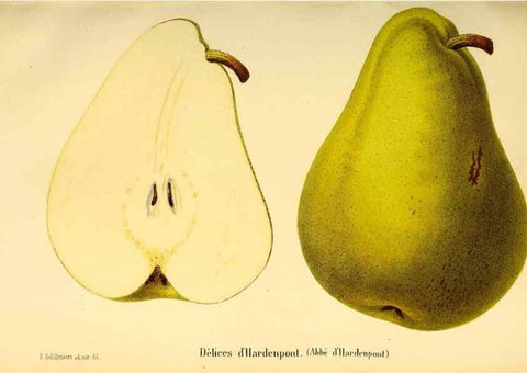 Reproducción/Reproduction 49167785768: Belgique horticole.. Liége.. 