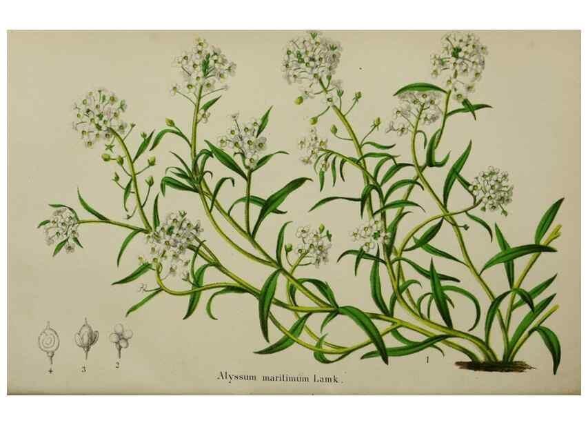 Reproducción/Reproduction 49168422707: Belgique horticole.. Liége.. 