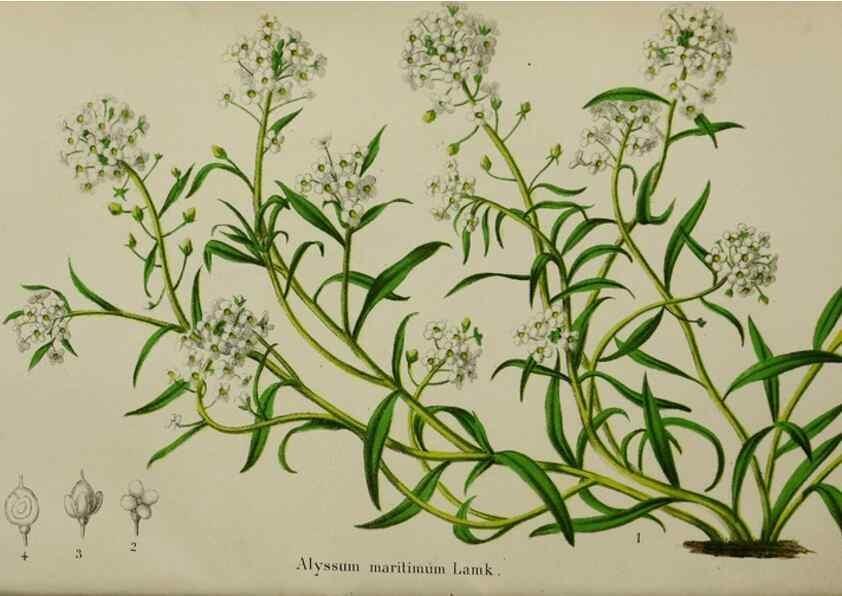 Reproducción/Reproduction 49168422707: Belgique horticole.. Liége.. 
