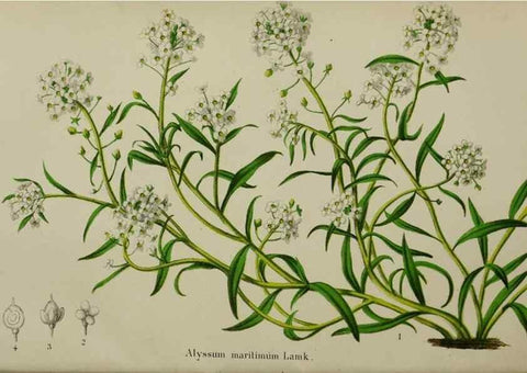 Reproducción/Reproduction 49168422707: Belgique horticole.. Liége.. 