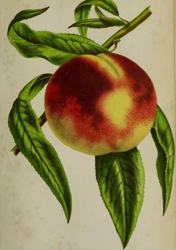 Reproducción/Reproduction 49168422492: Belgique horticole.. Liége.. 
