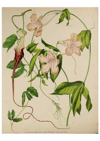 Reproducción/Reproduction 49168193521: Belgique horticole.. Liége.. 