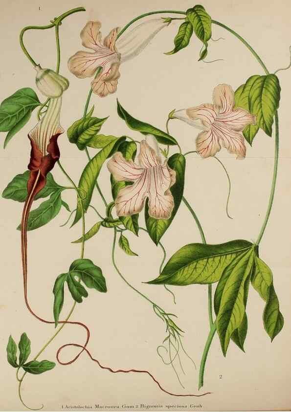 Reproducción/Reproduction 49168193521: Belgique horticole.. Liége.. 