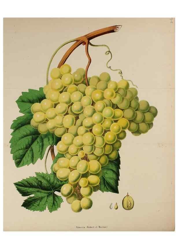 Reproducción/Reproduction 49167713808: Belgique horticole.. Liége.. 