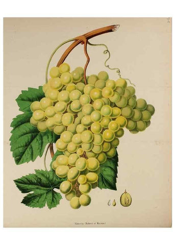 Reproducción/Reproduction 49167713808: Belgique horticole.. Liége.. 