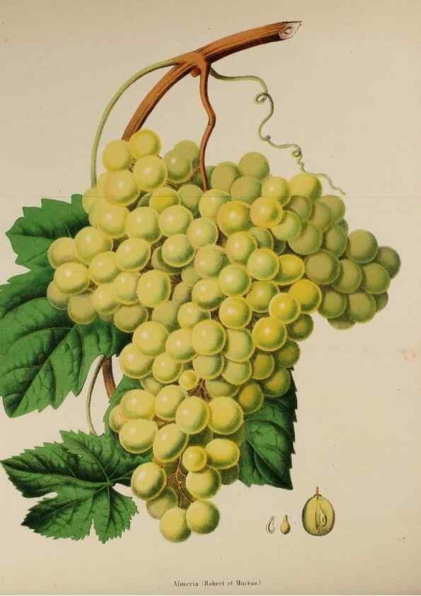 Reproducción/Reproduction 49167713808: Belgique horticole.. Liége.. 