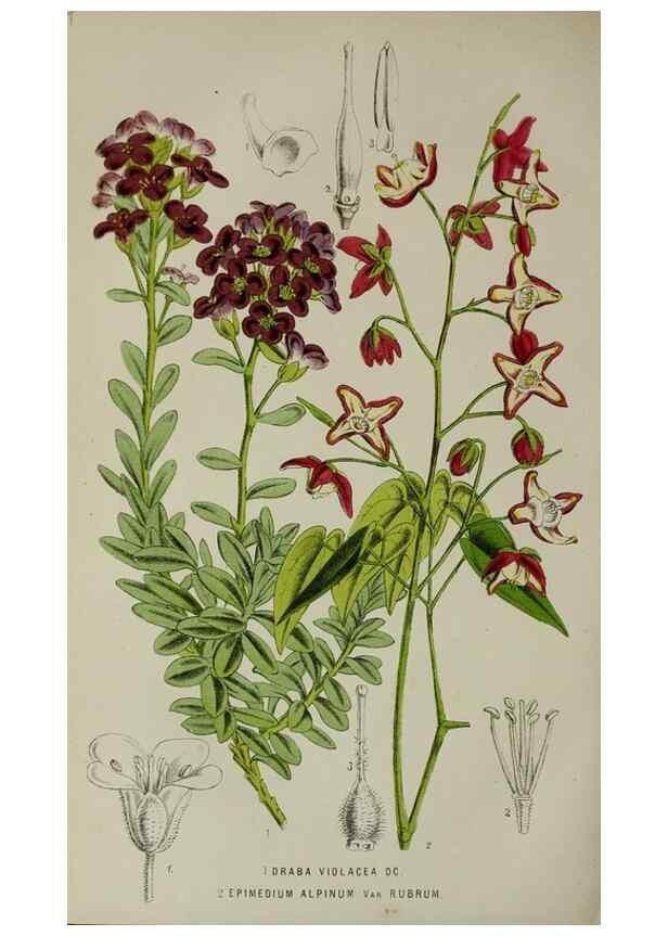 Reproducción/Reproduction 49164934332: Belgique horticole.. Liége.. 