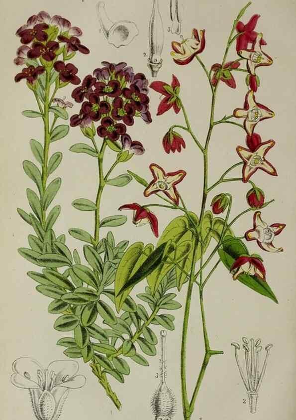 Reproducción/Reproduction 49164934332: Belgique horticole.. Liége.. 