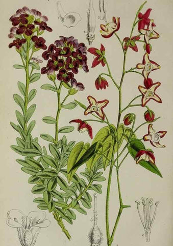 Reproducción/Reproduction 49164934332: Belgique horticole.. Liége.. 