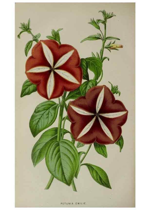 Reproducción/Reproduction 49164934597: Belgique horticole.. Liége.. 