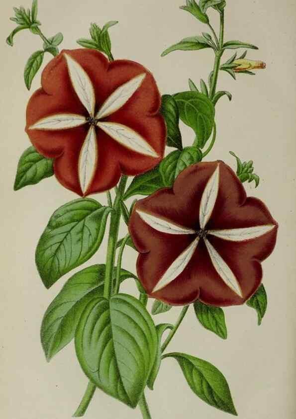 Reproducción/Reproduction 49164934597: Belgique horticole.. Liége.. 