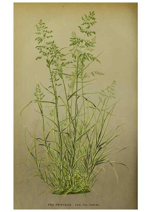 Reproducción/Reproduction 49164935582: Belgique horticole.. Liége.. 