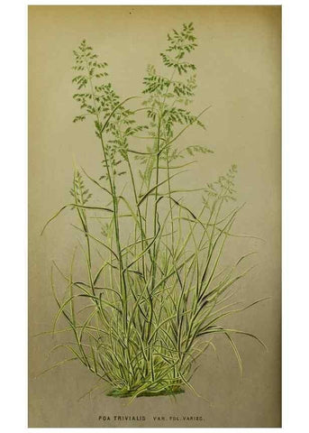Reproducción/Reproduction 49164935582: Belgique horticole.. Liége.. 