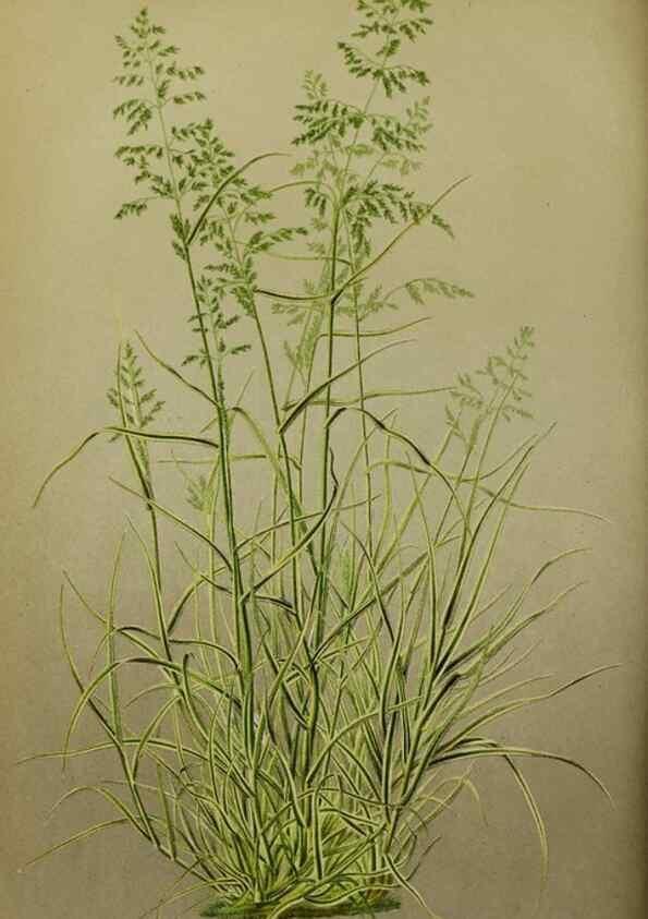 Reproducción/Reproduction 49164935582: Belgique horticole.. Liége.. 