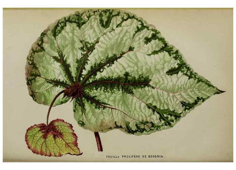 Reproducción/Reproduction 49164700036: Belgique horticole.. Liége.. 