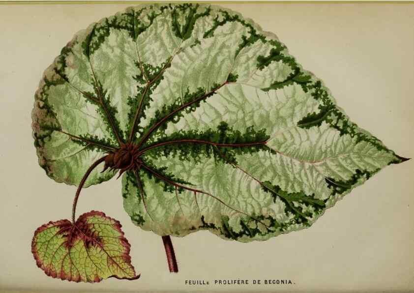 Reproducción/Reproduction 49164700036: Belgique horticole.. Liége.. 