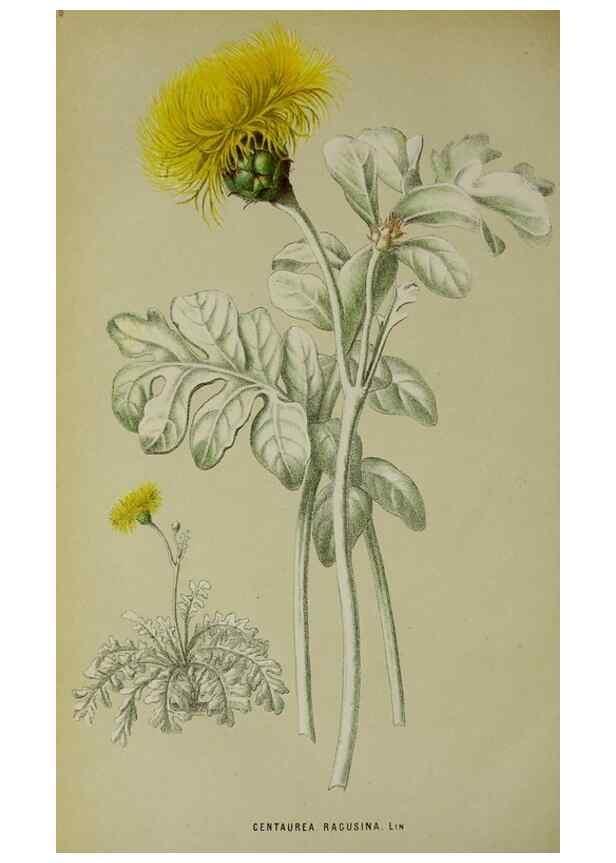 Reproducción/Reproduction 49164700341: Belgique horticole.. Liége.. 