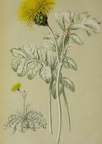 Reproducción/Reproduction 49164700341: Belgique horticole.. Liége.. 