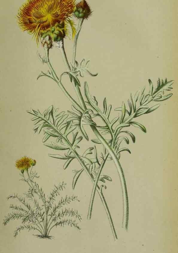 Reproducción/Reproduction 49164220918: Belgique horticole.. Liége.. 