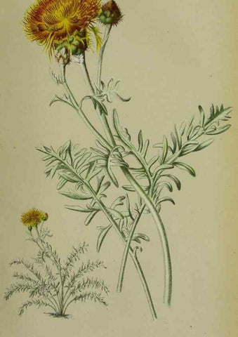 Reproducción/Reproduction 49164220918: Belgique horticole.. Liége.. 