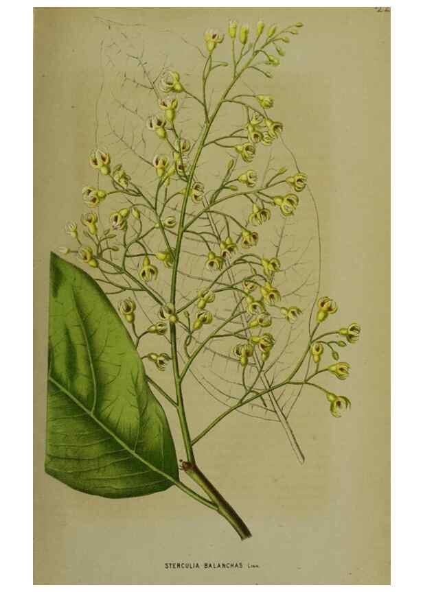 Reproducción/Reproduction 49164936842: Belgique horticole.. Liége.. 