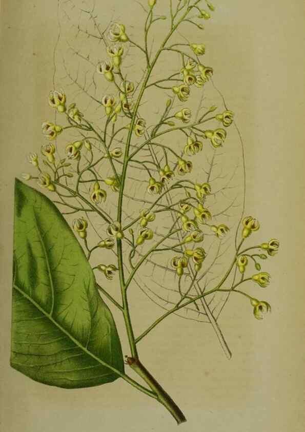 Reproducción/Reproduction 49164936842: Belgique horticole.. Liége.. 