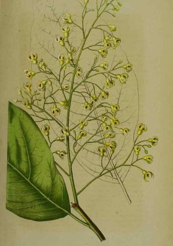 Reproducción/Reproduction 49164936842: Belgique horticole.. Liége.. 