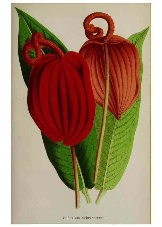 Reproducción/Reproduction 49164218153: Belgique horticole.. Liége.. 
