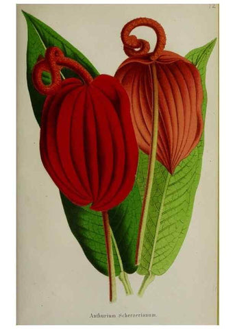 Reproducción/Reproduction 49164218153: Belgique horticole.. Liége.. 