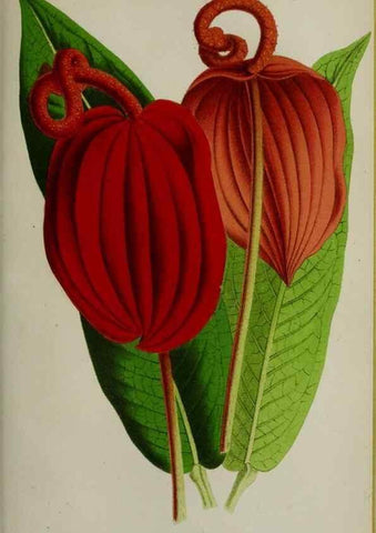 Reproducción/Reproduction 49164218153: Belgique horticole.. Liége.. 