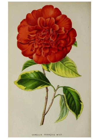 Reproducción/Reproduction 49164320623: Belgique horticole.. Liége.. 