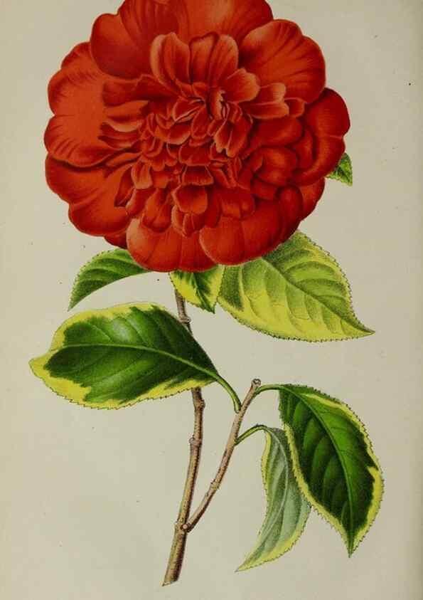 Reproducción/Reproduction 49164320623: Belgique horticole.. Liége.. 