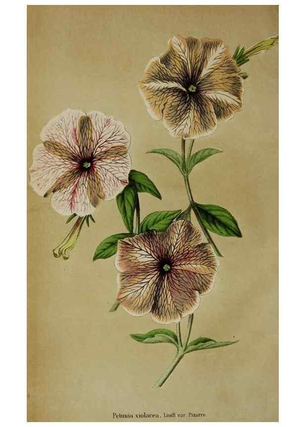 Reproducción/Reproduction 49167712048: Belgique horticole.. Liége.. 