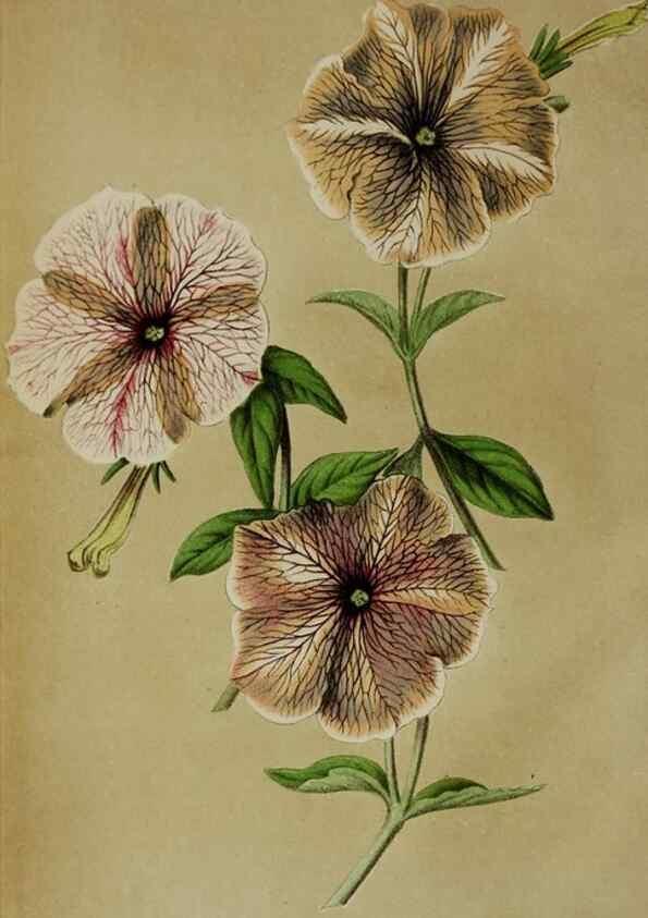 Reproducción/Reproduction 49167712048: Belgique horticole.. Liége.. 