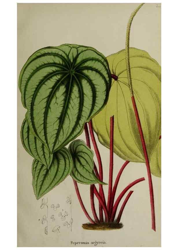 Reproducción/Reproduction 49167712313: Belgique horticole.. Liége.. 
