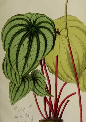 Reproducción/Reproduction 49167712313: Belgique horticole.. Liége.. 